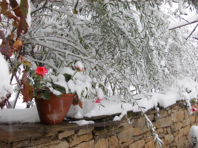 neige géraniums