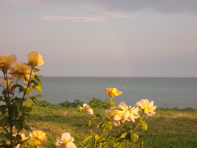 rose mer Noire